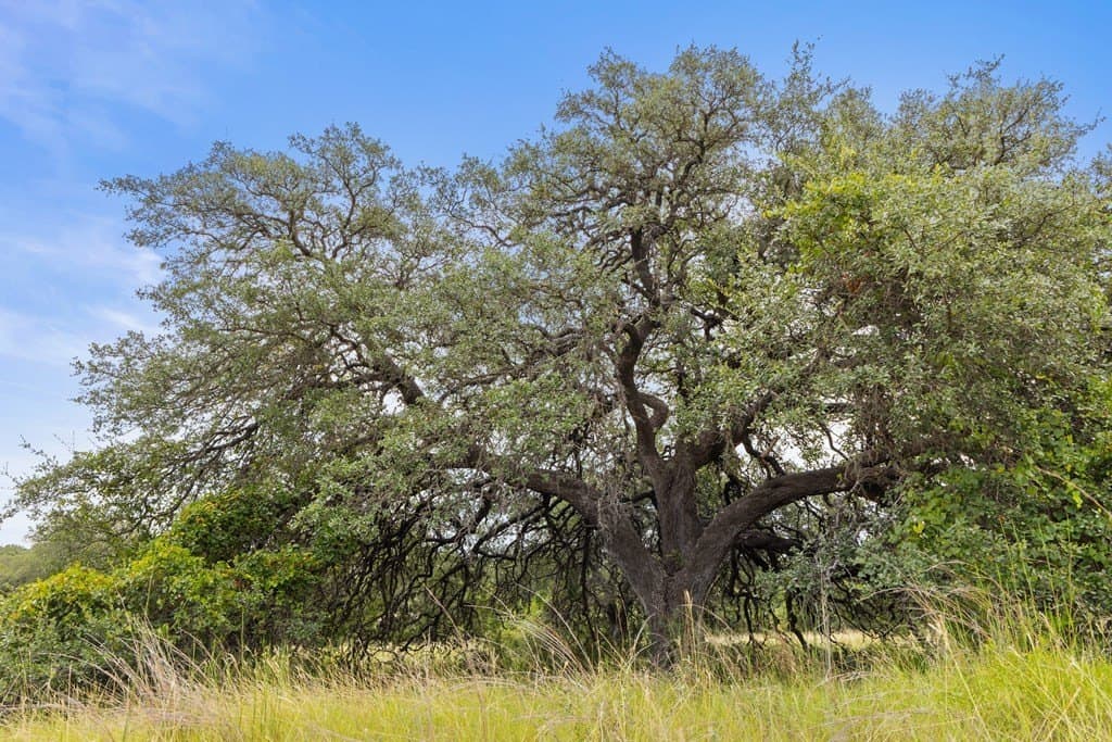 6.5 acres in Blanco County - photo 18