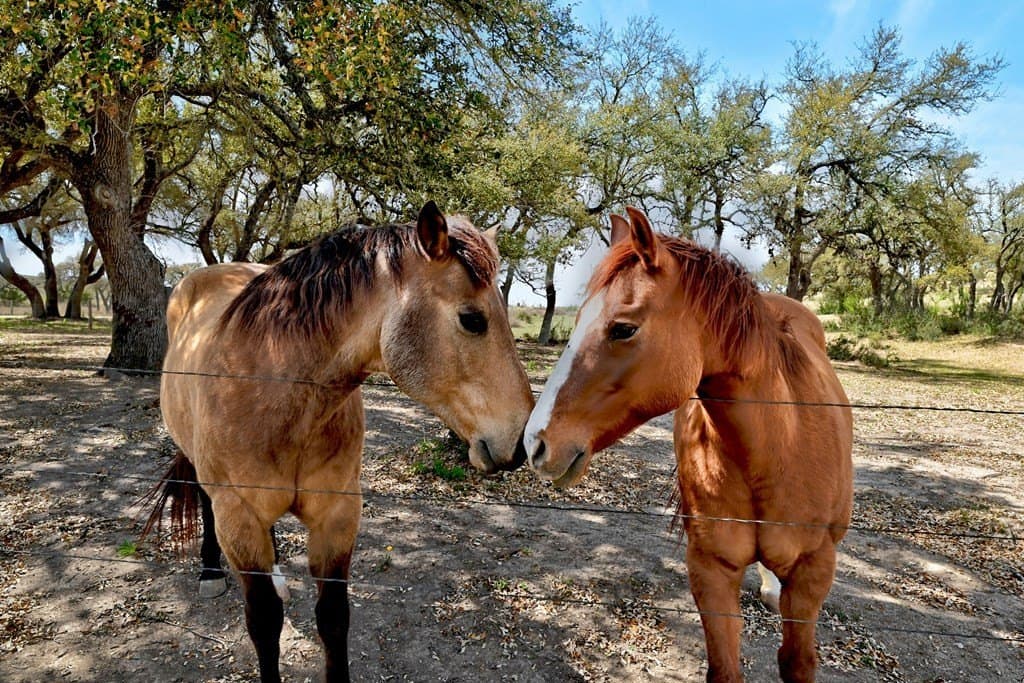 6.5 acres in Blanco County gallery image 4