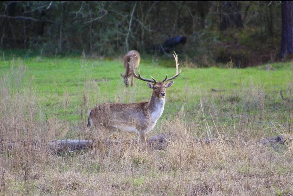 142 acres in Texas County - photo 78