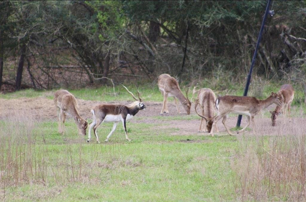 142 acres in Texas County - photo 81