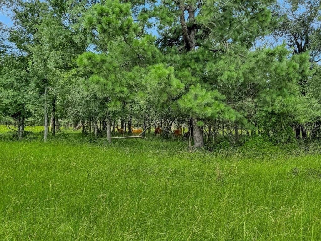 142 acres in Texas County - photo 75