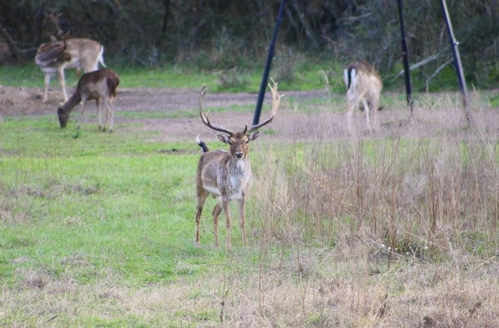 142 acres in Texas County - photo 82