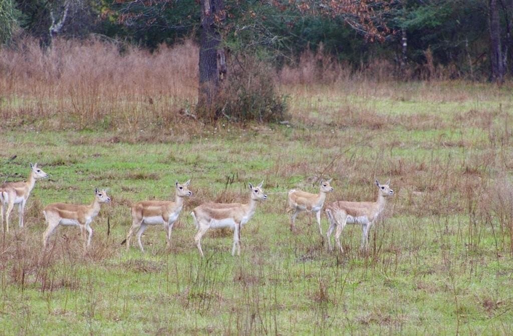 142 acres in Texas County - photo 83