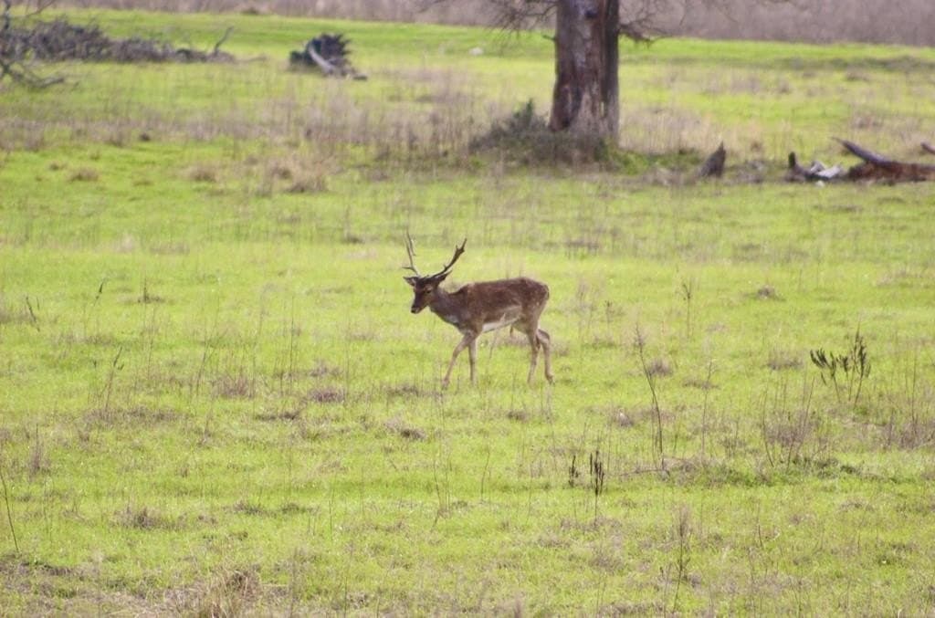 142 acres in Texas County - photo 79