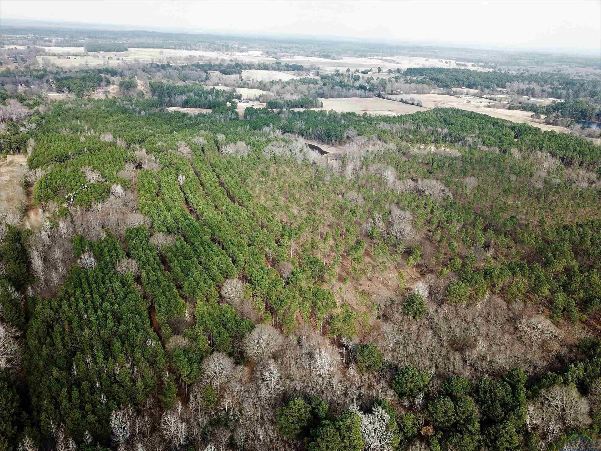 109 acres in Gregg County gallery image 3