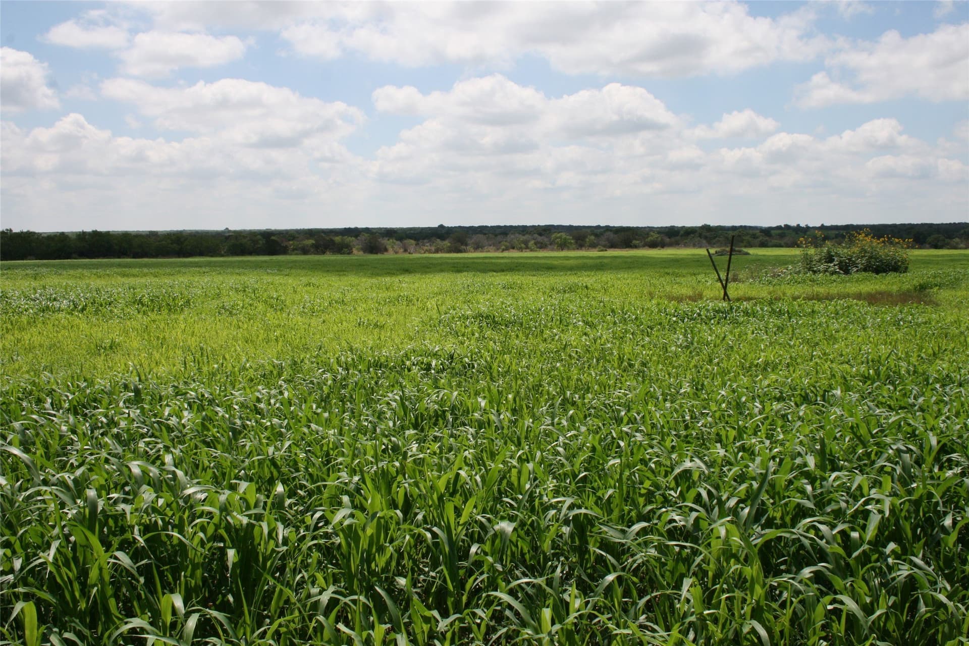 735.8 acres in Palo Pinto County - photo 12