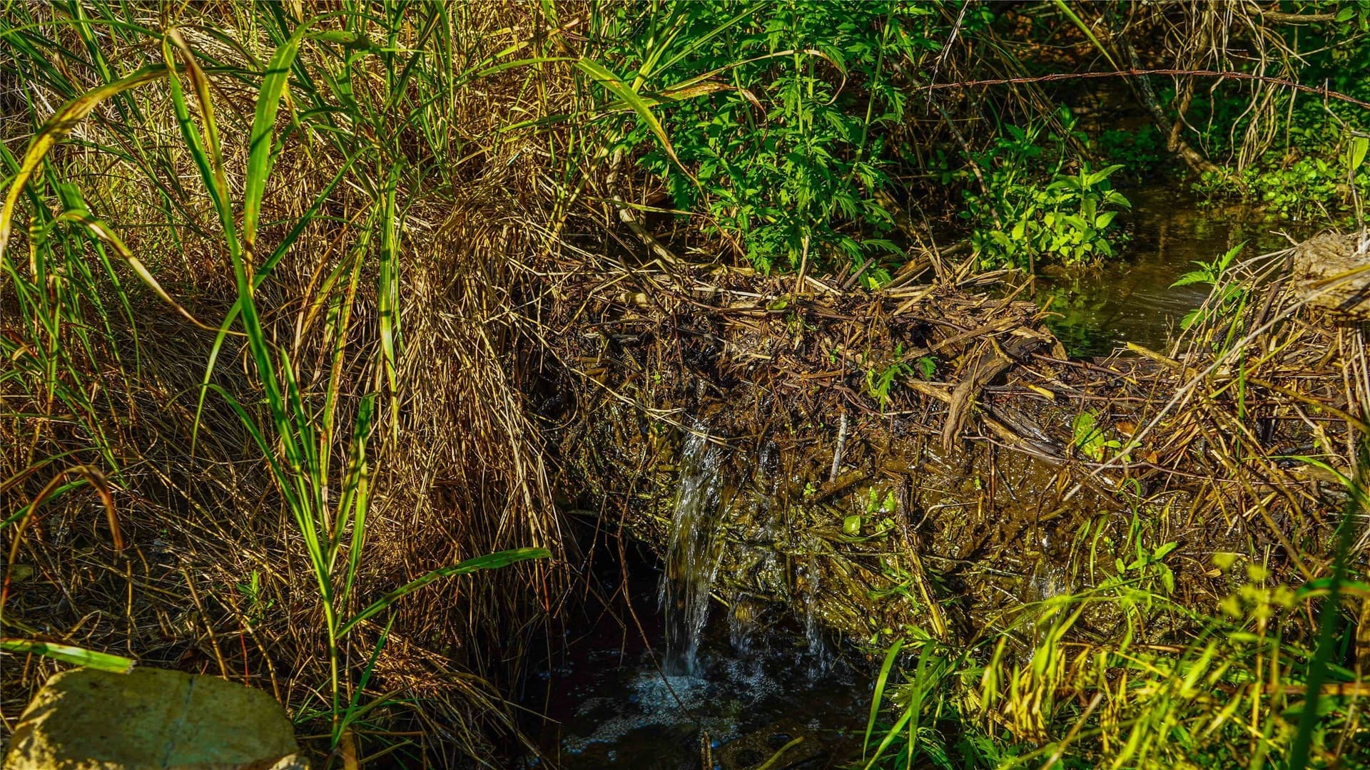 66 acres in Bosque County - photo 24