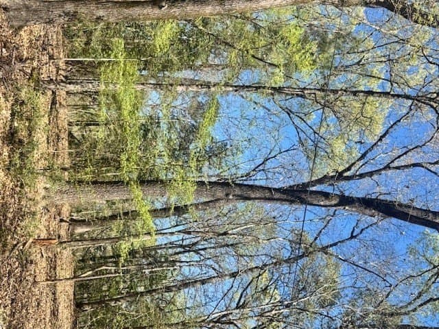 1.09 acres in Texas County gallery image 2