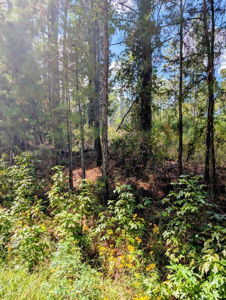 65.31 acres in Texas County gallery image 4