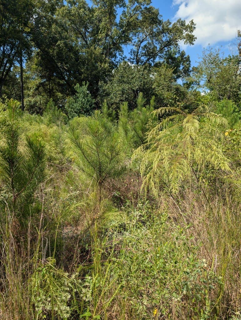 65.31 acres in Texas County featured view