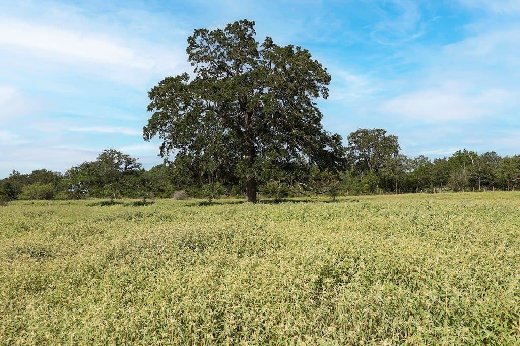 18.73 acres in Lavaca County gallery image 4