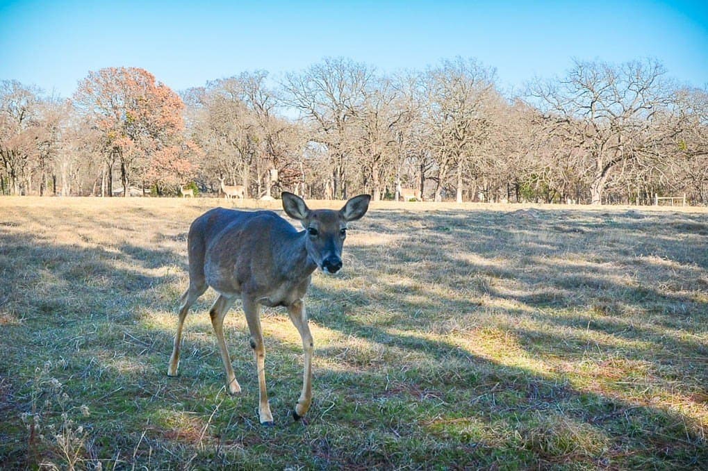 1.39 acres in Freestone County - photo 27