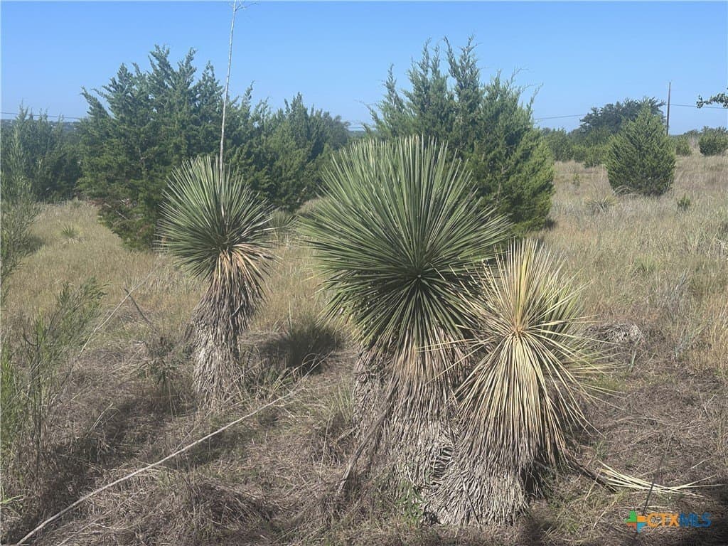 25 acres in Travis County - photo 43