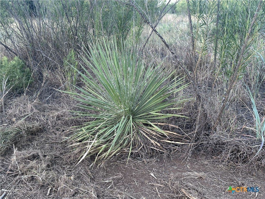 25 acres in Travis County - photo 39