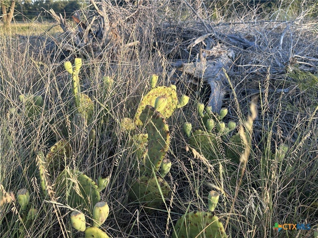 25 acres in Travis County - photo 35