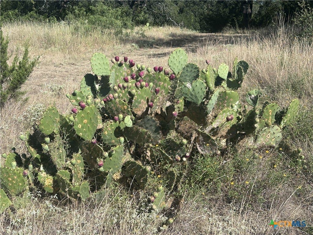 25 acres in Travis County - photo 44