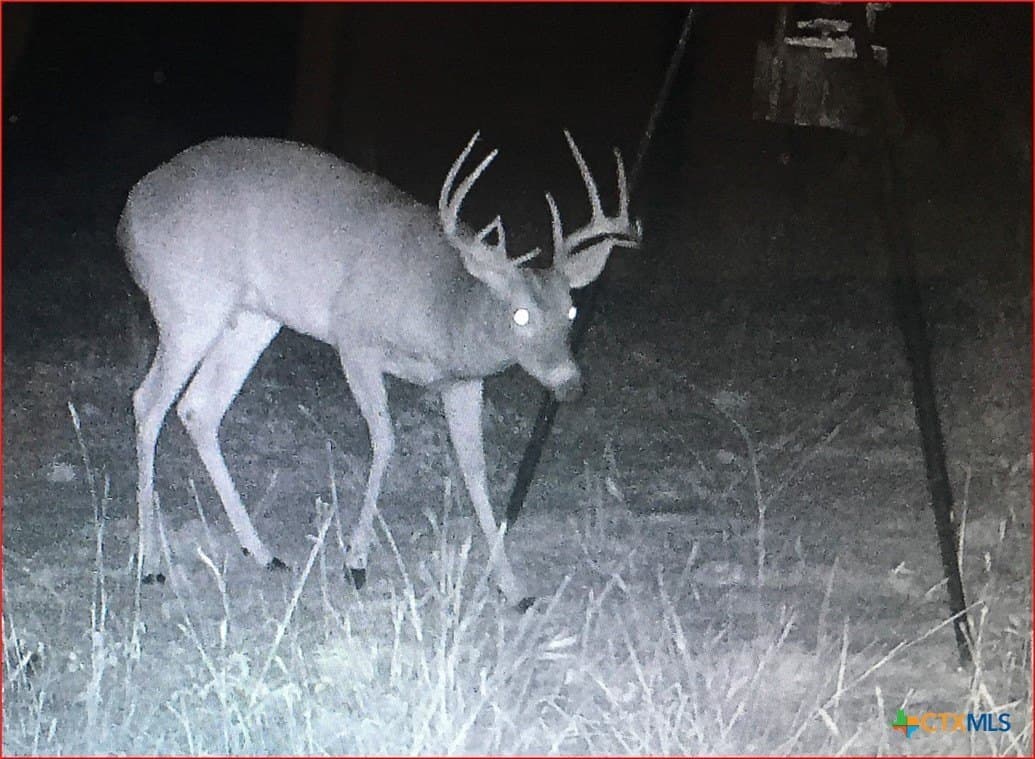 25 acres in Travis County gallery image 4