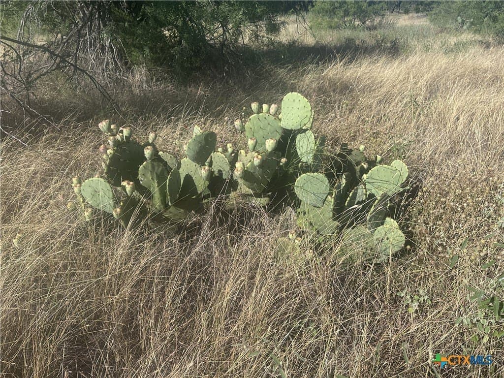 25 acres in Travis County - photo 42