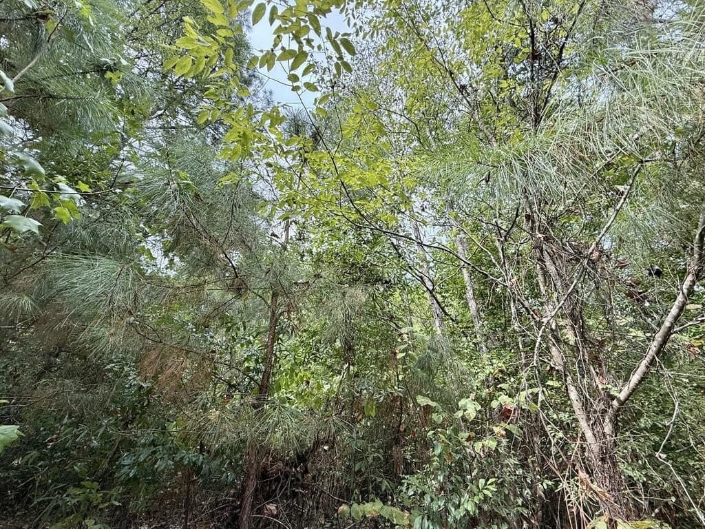 0.27 acres in Texas County - photo 2