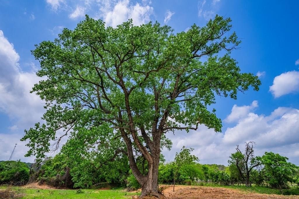 11.24 acres in Gillespie County gallery image 2