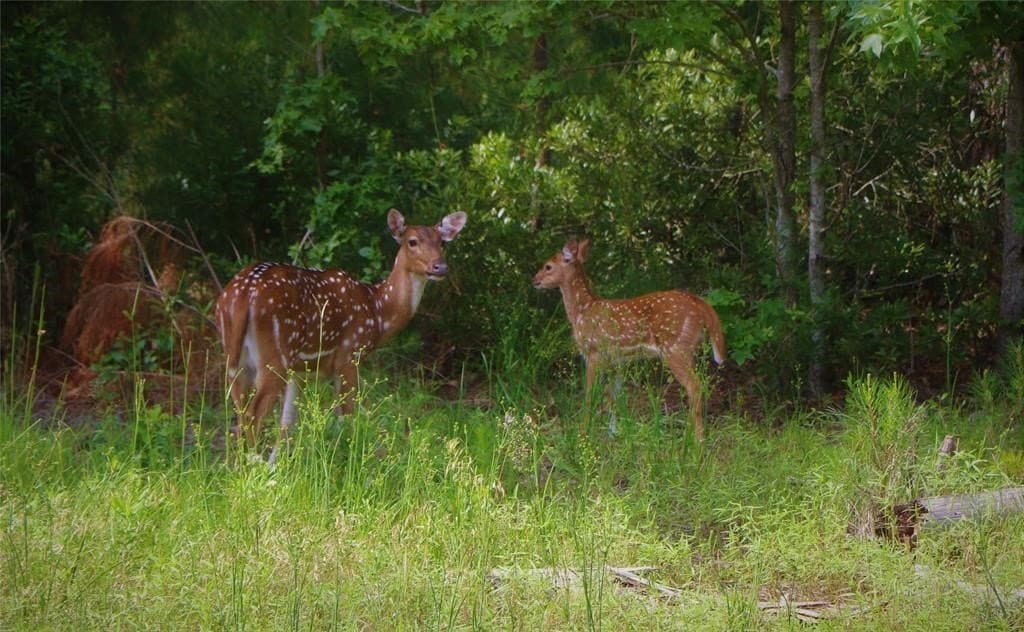 1.07 acres in Henderson County - photo 18