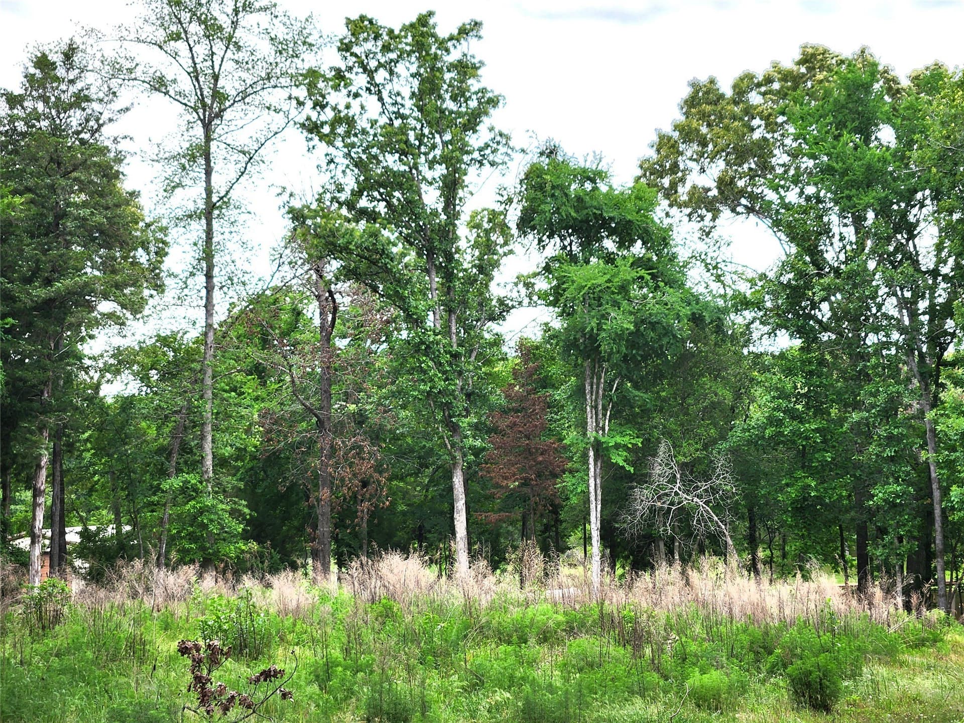 1.07 acres in Henderson County - photo 5