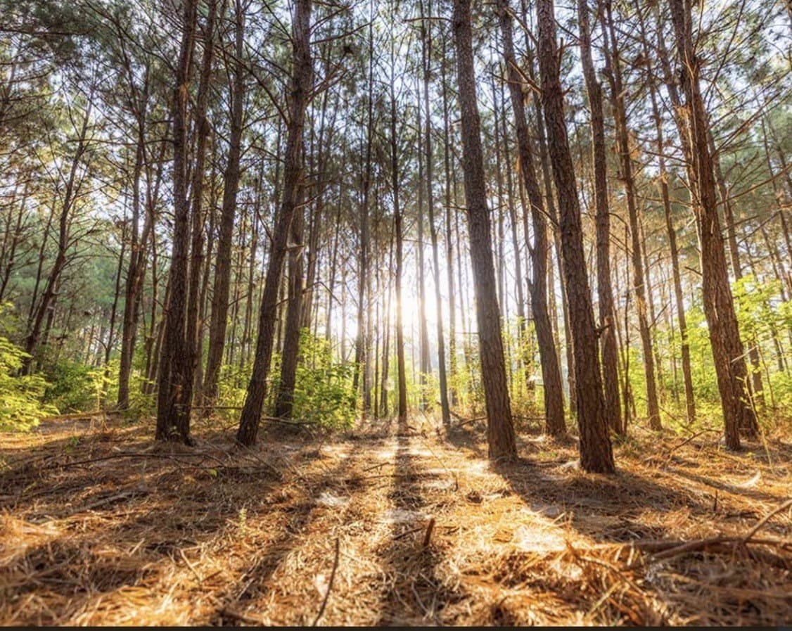 1 acres in Walker County - photo 2