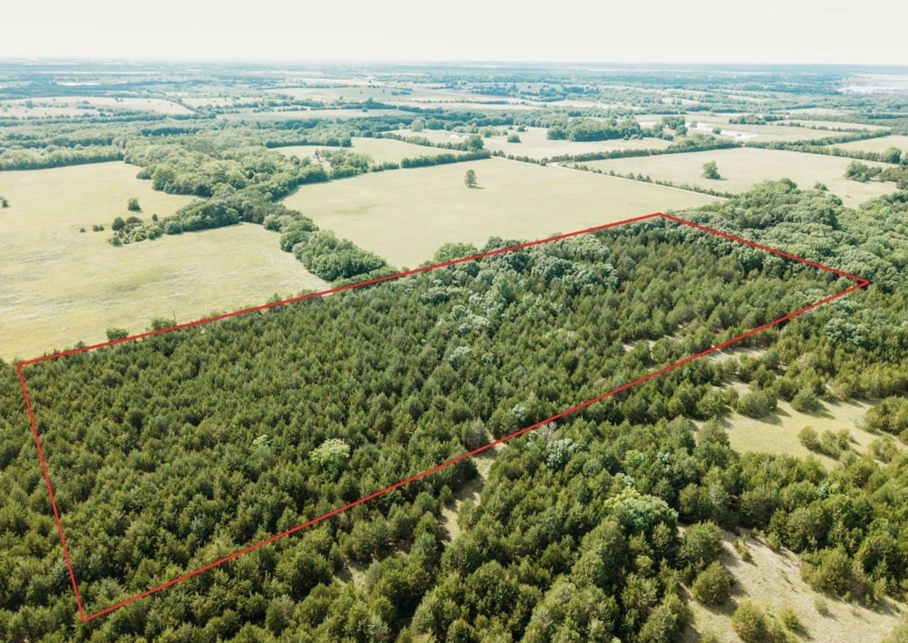 10 acres in Fannin County gallery image 3