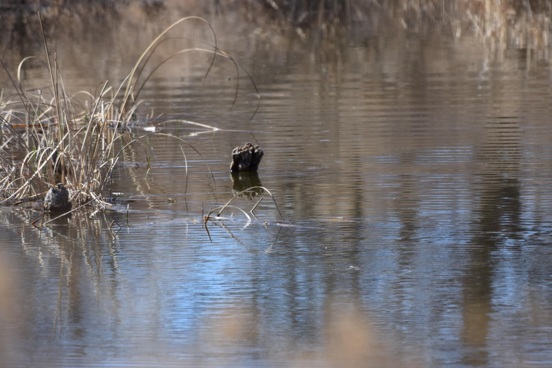 132.5 acres in Hall County