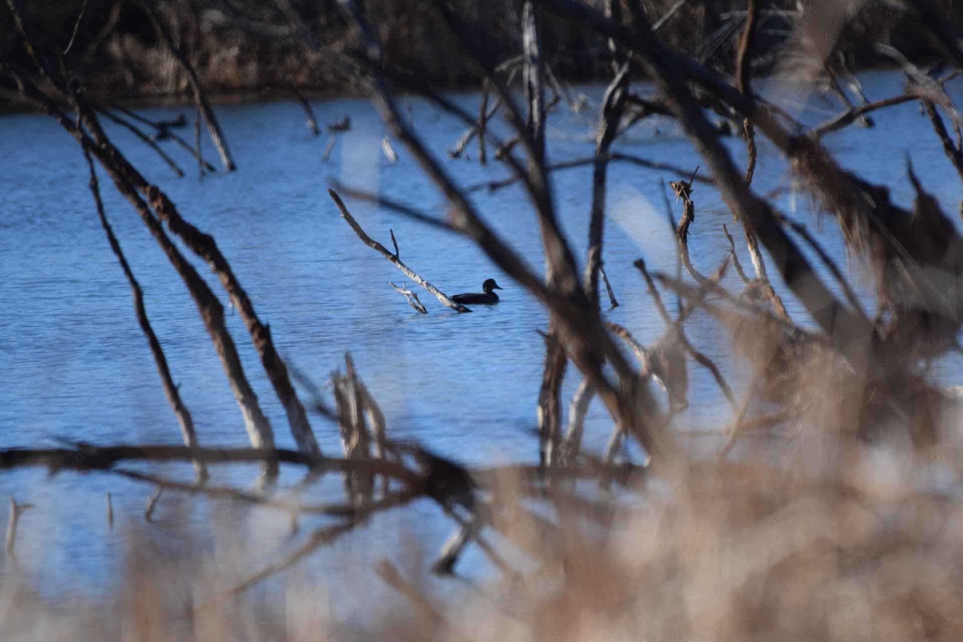 132.5 acres in Hall County gallery image 3