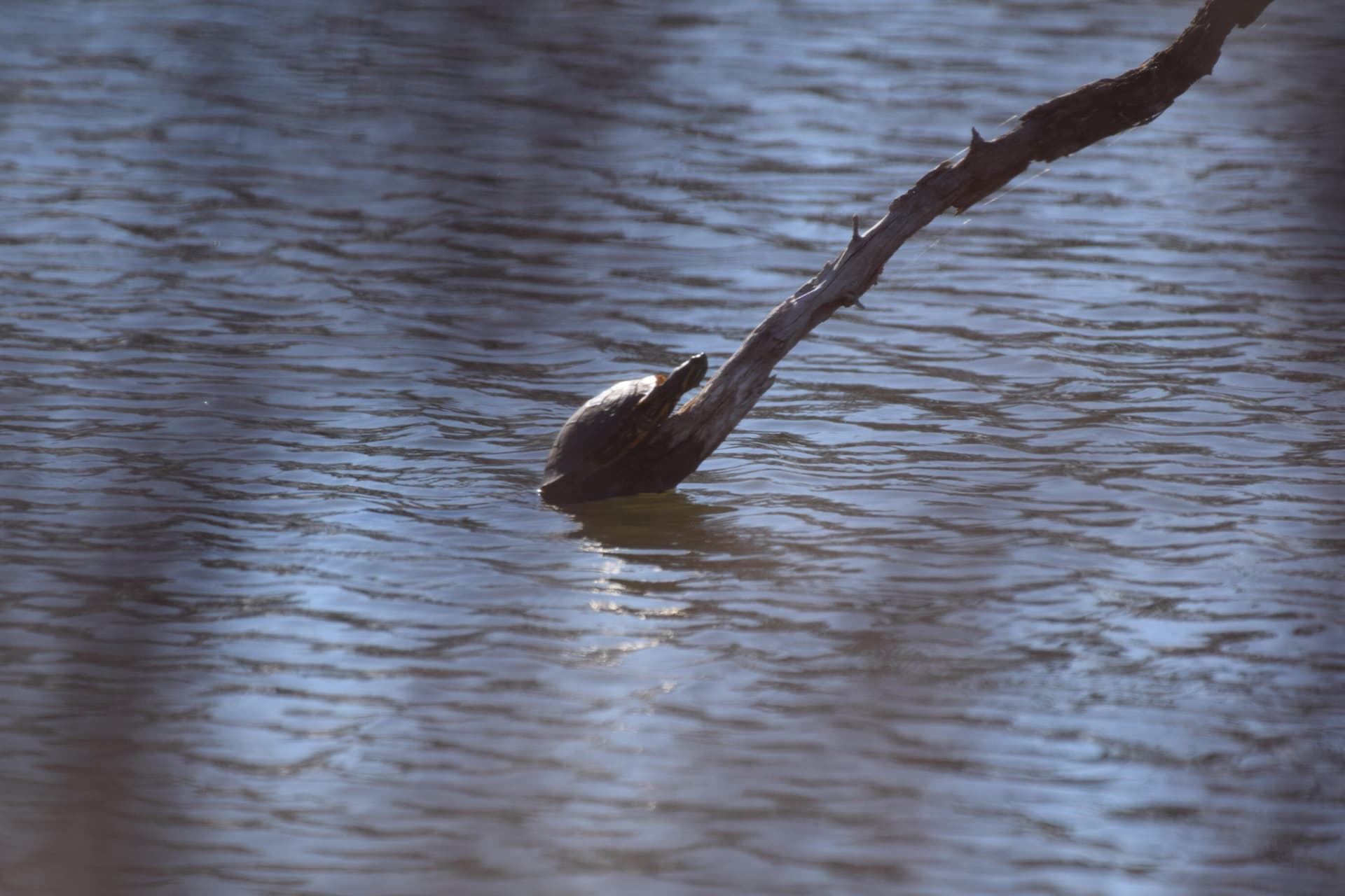 132.5 acres in Hall County gallery image 4