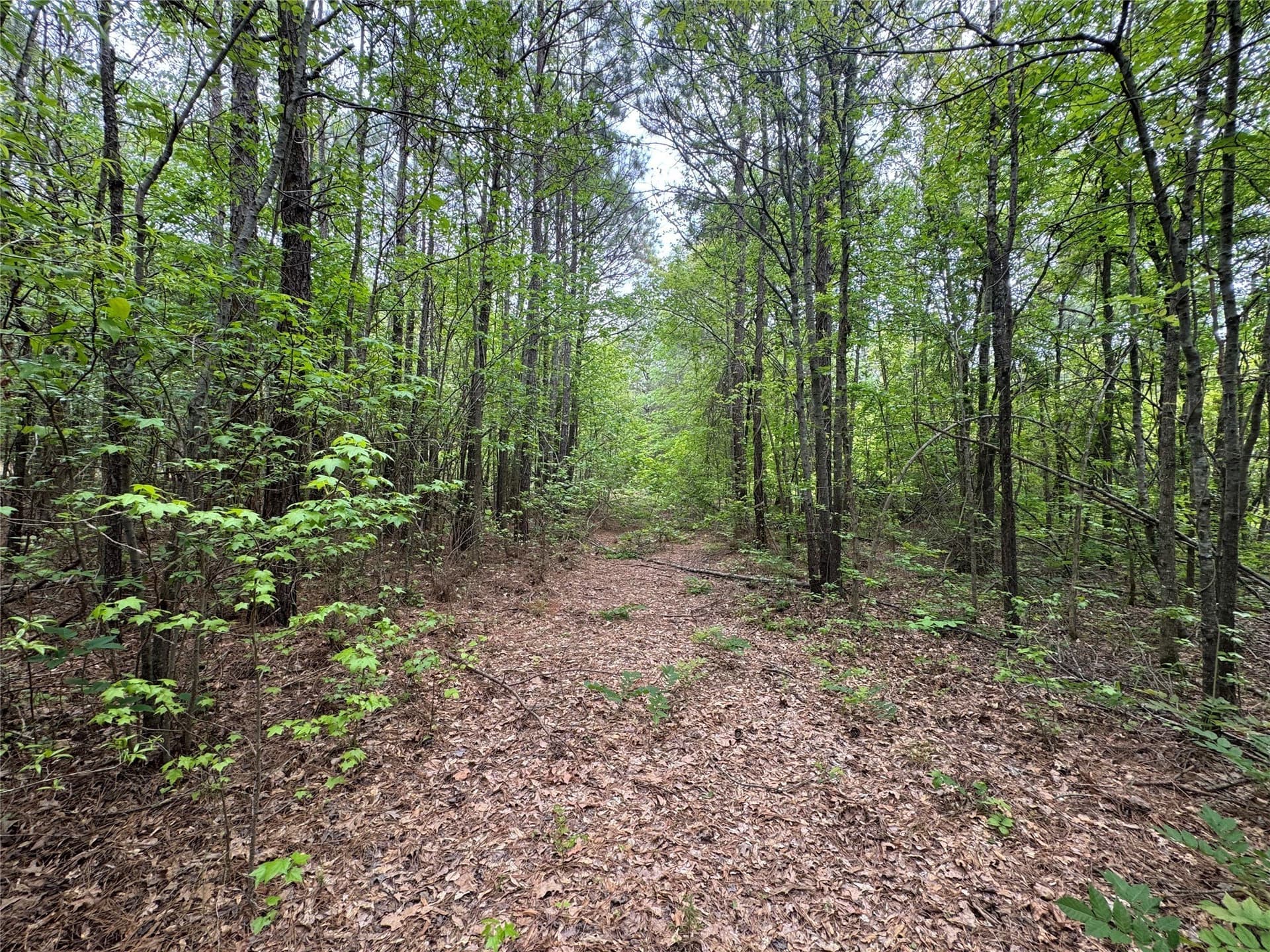 114.19 acres in Cass County - photo 19