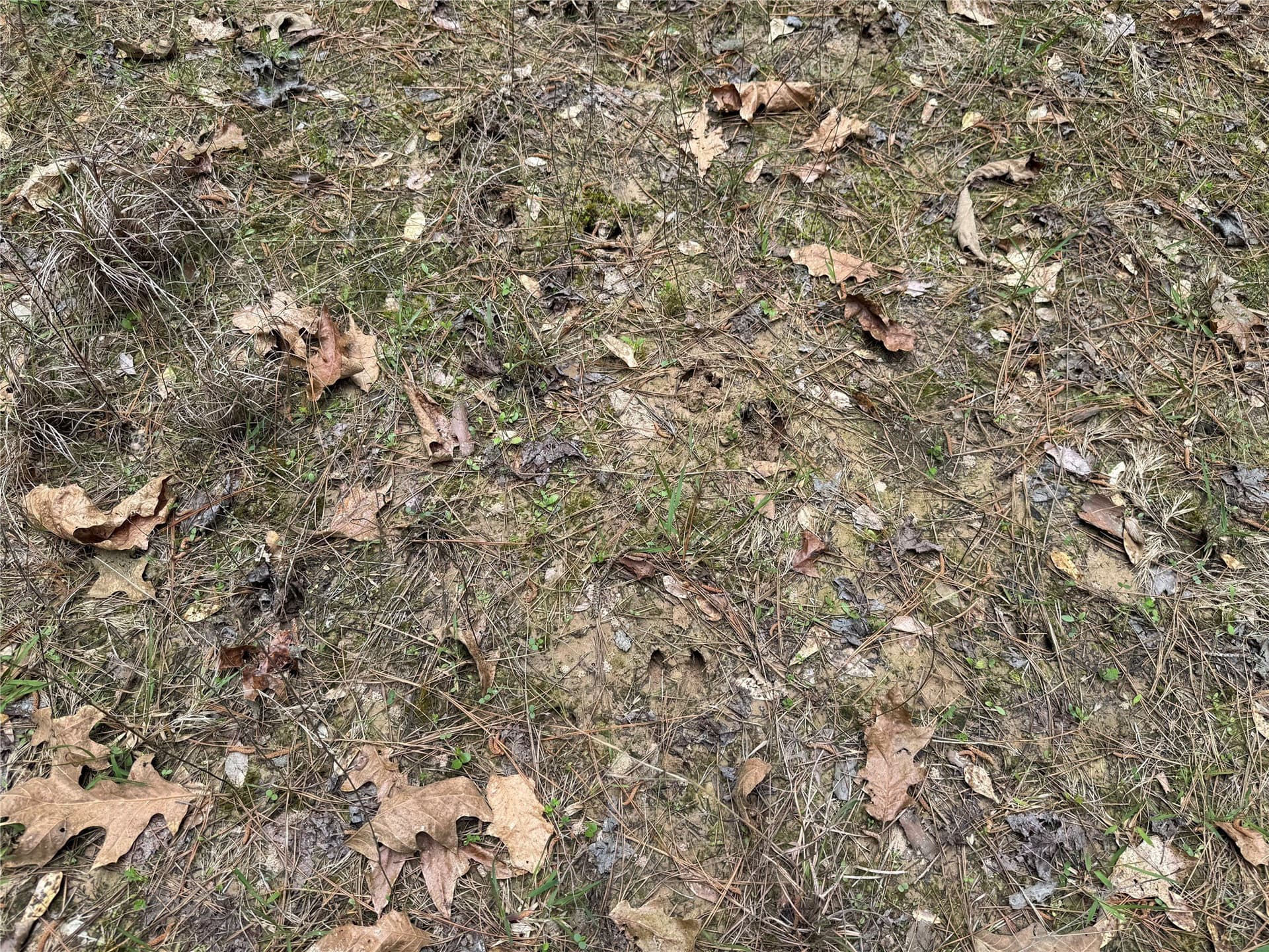 114.19 acres in Cass County - photo 7