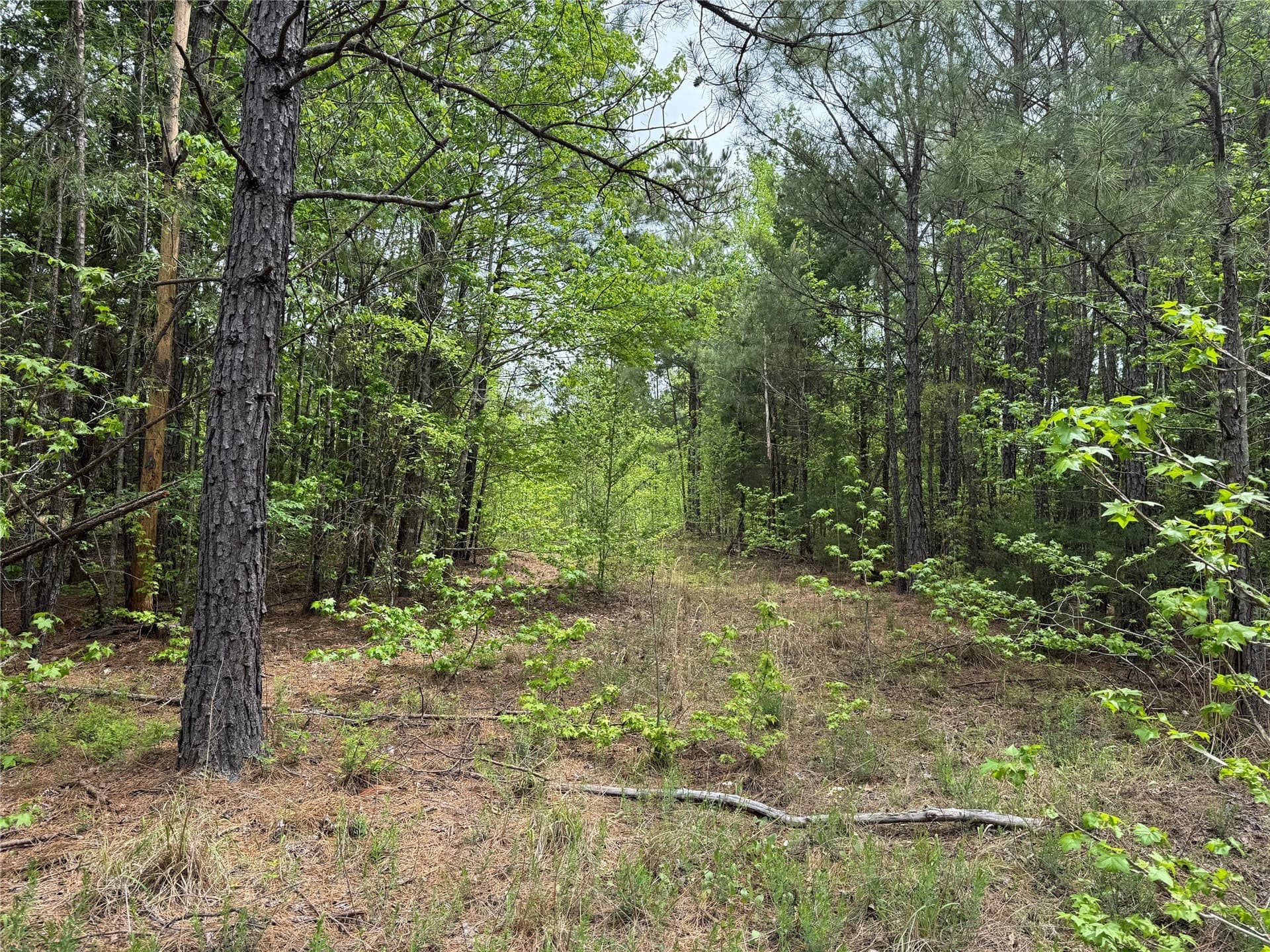114.19 acres in Cass County - photo 18