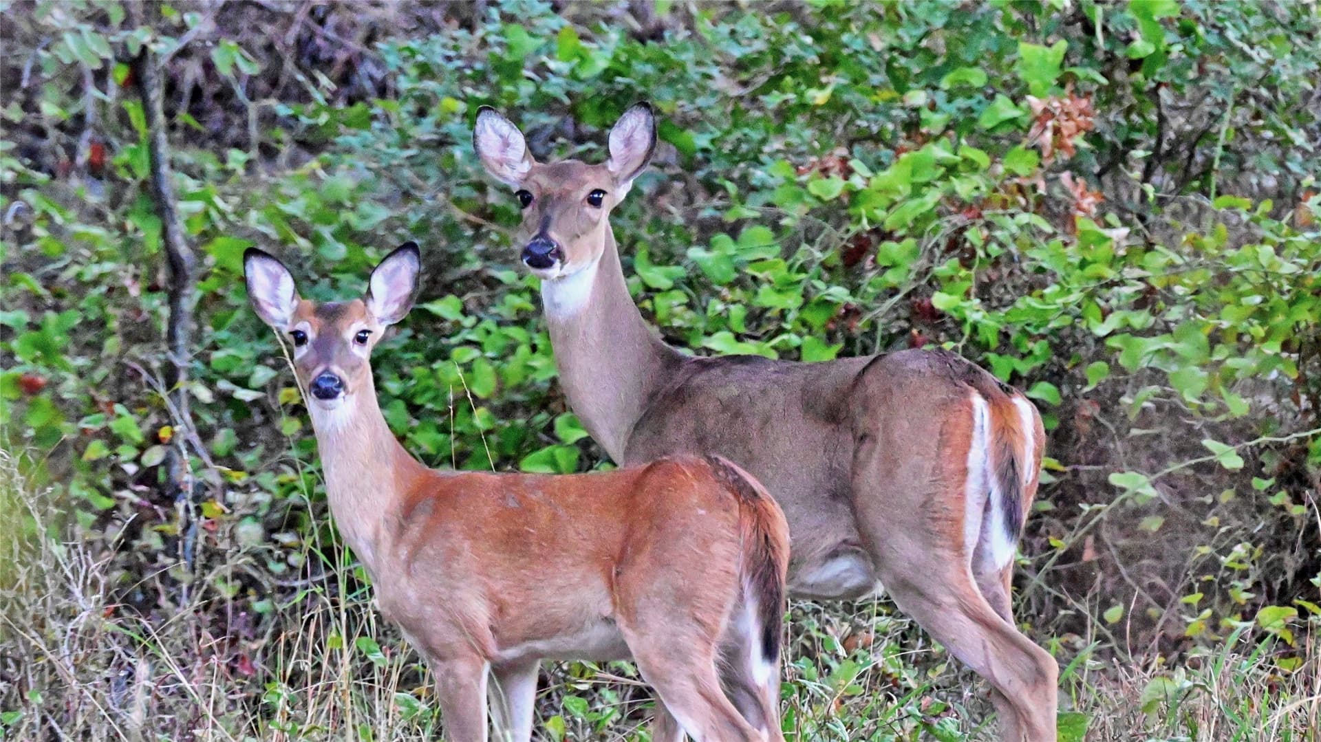 82.76 acres in Montague County - photo 15