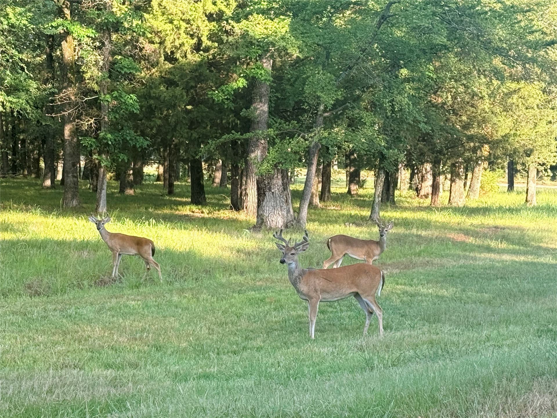 1 acres in Hunt County - photo 4