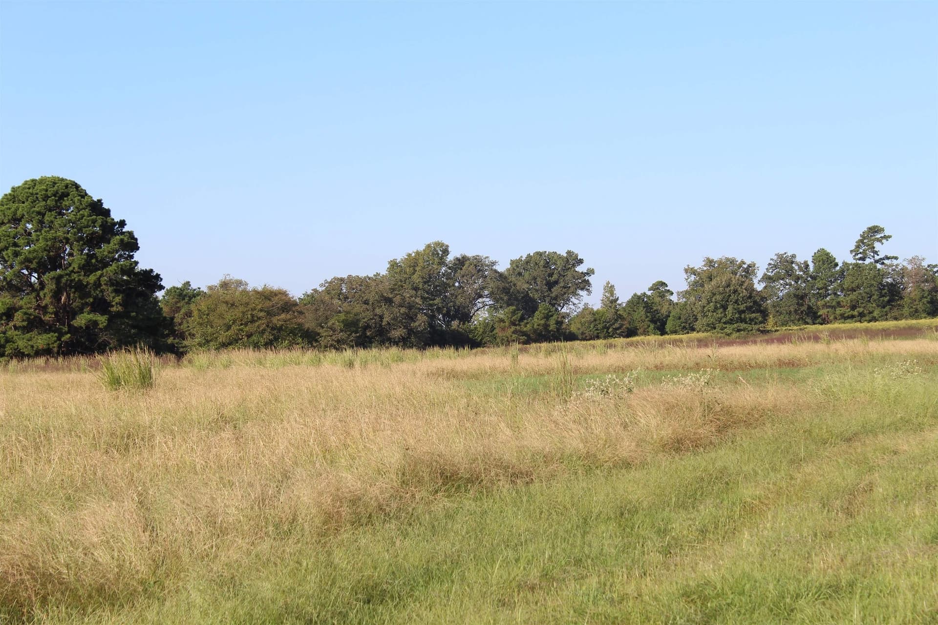 25 acres in Marion County gallery image 4