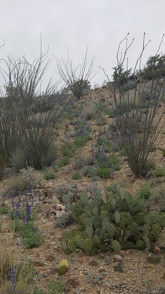 40 acres in Brewster County - photo 6