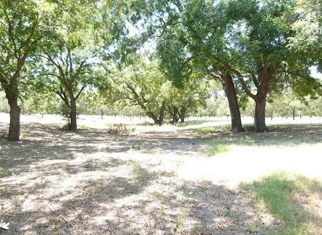 105 acres in San Saba County gallery image 4