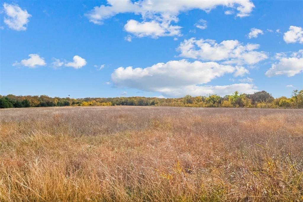 55 acres in Fannin County gallery image 4