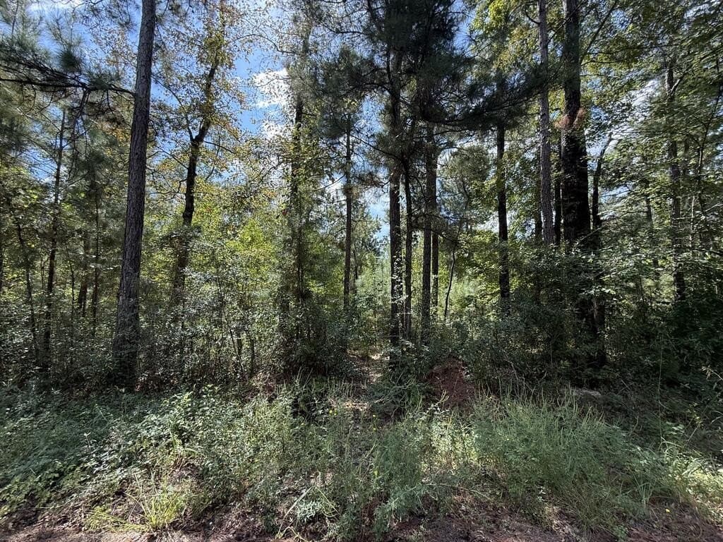 23.5 acres in Texas County - photo 6