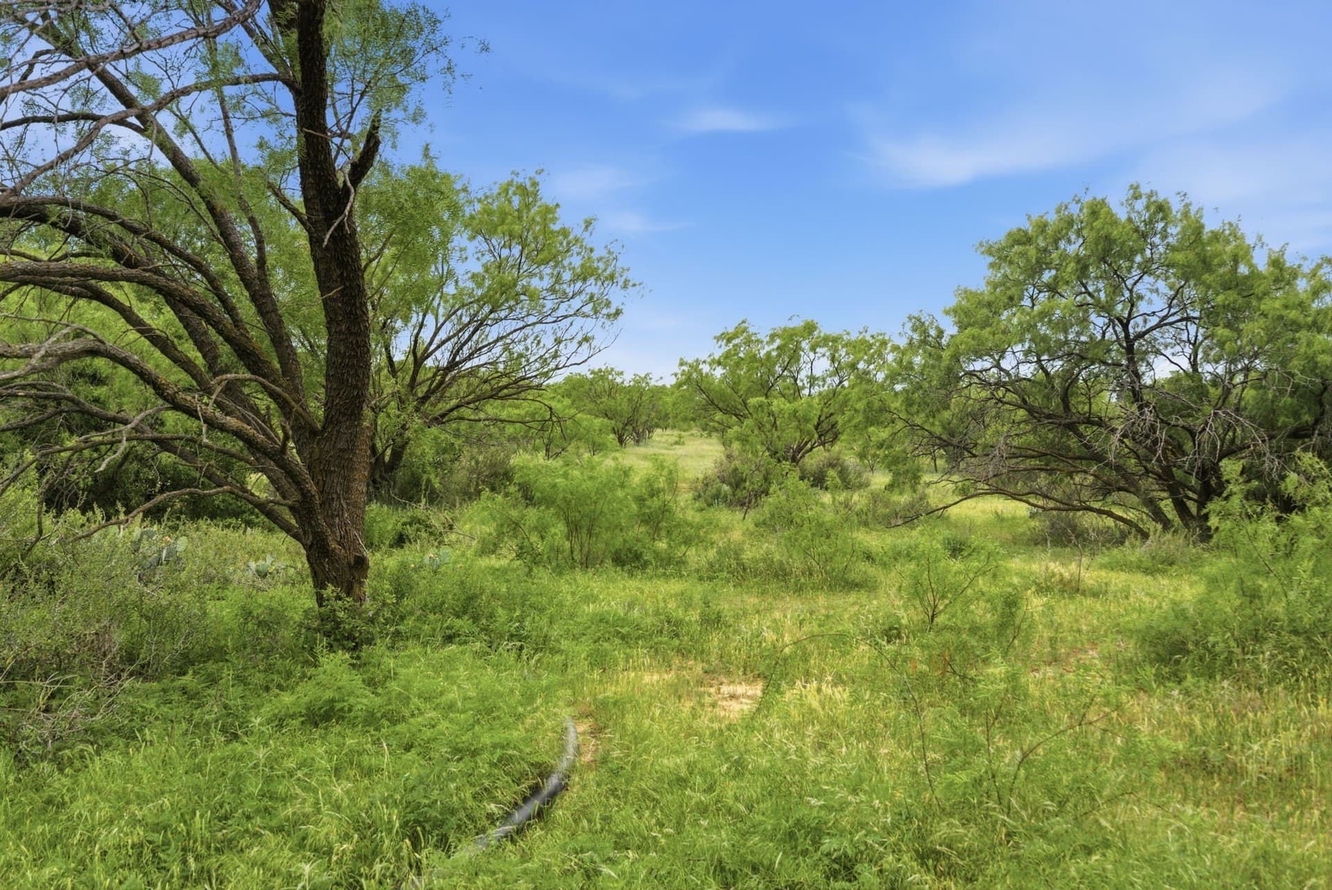141 acres in Shackelford County - photo 3