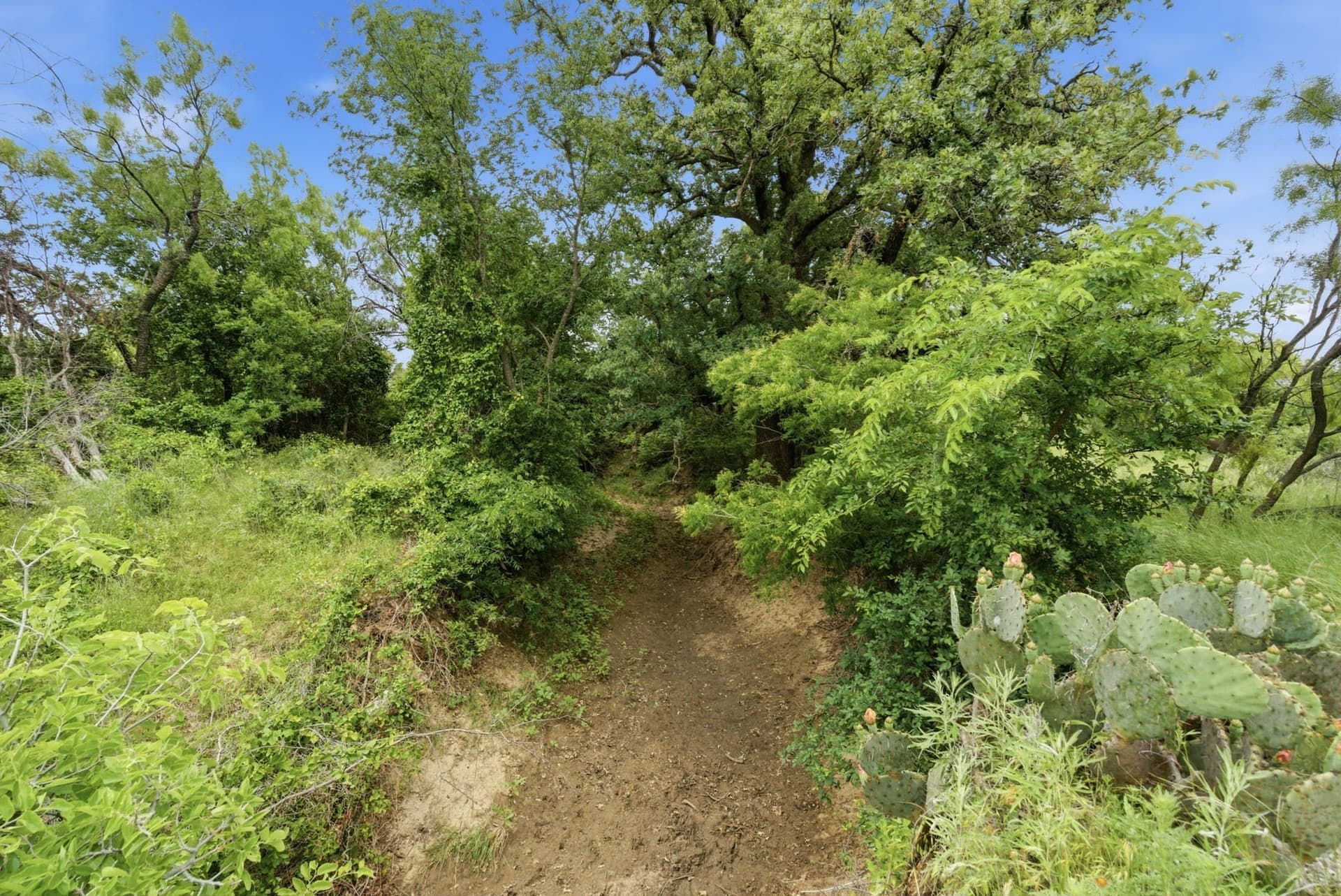 141 acres in Shackelford County - photo 4