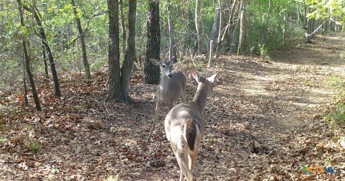 120.96 acres in Milam County - photo 29