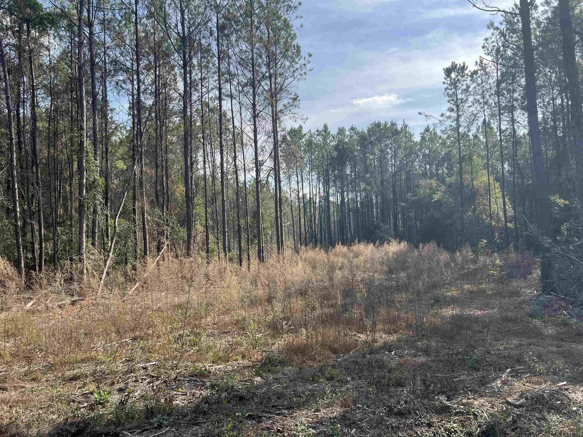 14.52 acres in Texas County gallery image 3