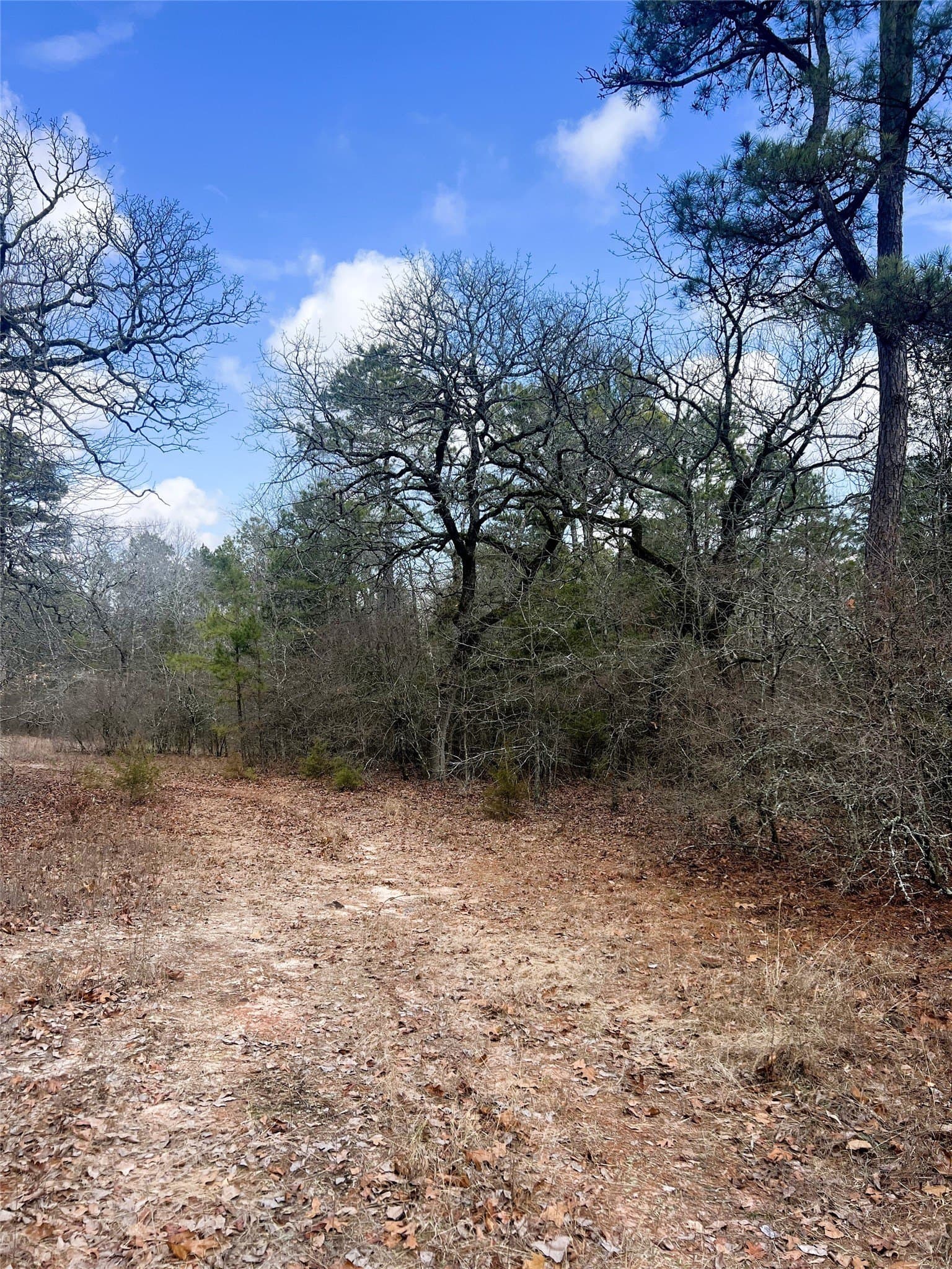 21.5 acres in Wood County - photo 7