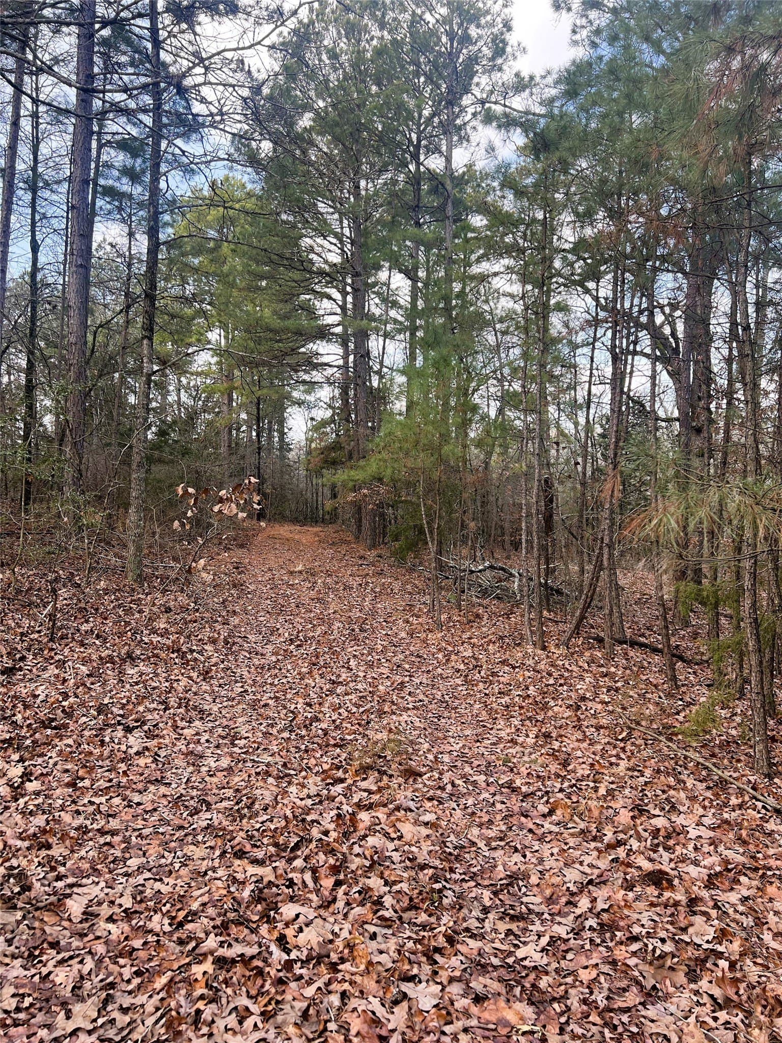 21.5 acres in Wood County - photo 5