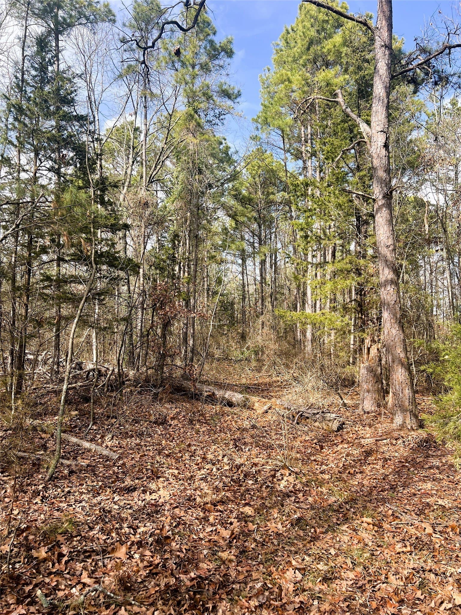 21.5 acres in Wood County - photo 9