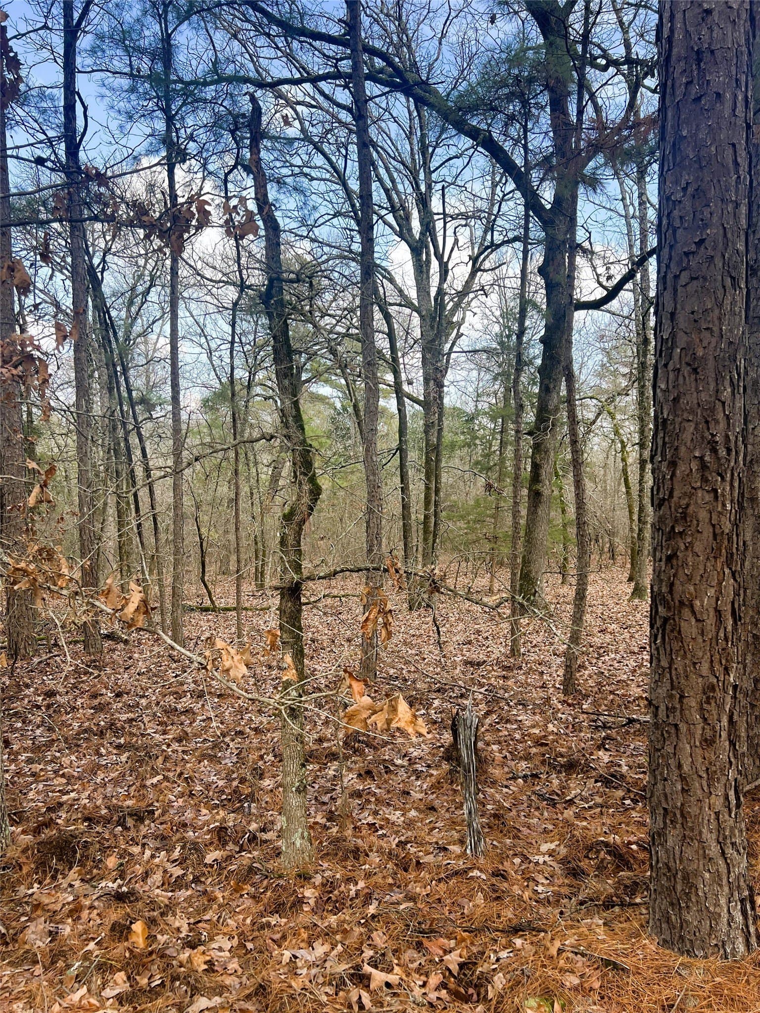 21.5 acres in Wood County - photo 6