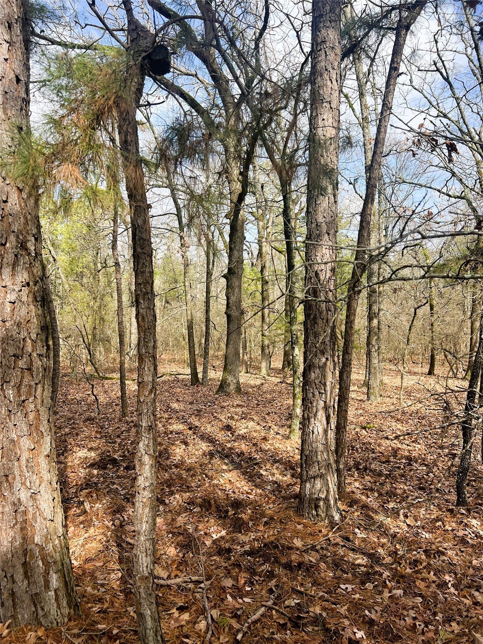 21.5 acres in Wood County - photo 2